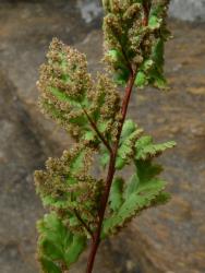 Cheilanthes sieberi subsp. sieberi. Abaxial surface of fertile frond showing over-mature sori around the lamina margins.
 Image: L.R. Perrie © Leon Perrie CC BY-NC 3.0 NZ